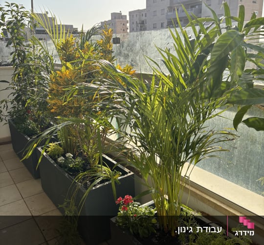 עציצים עם צמחים ירוקים ופרחים במרפסת